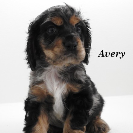 puppy, for, sale, Cocker Spaniel, Joe & Cherri  Overlease, dog, breeder, Miller, MO, dog-breeder, puppy-for-sale, forsale, nearby, find, puppyfind, locator, puppylocator, aca